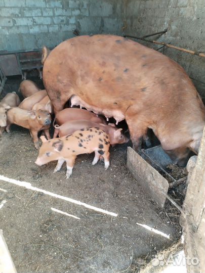 Поросята Дюрки