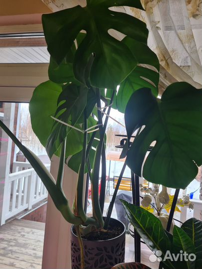 Комнатные растения цветы большие