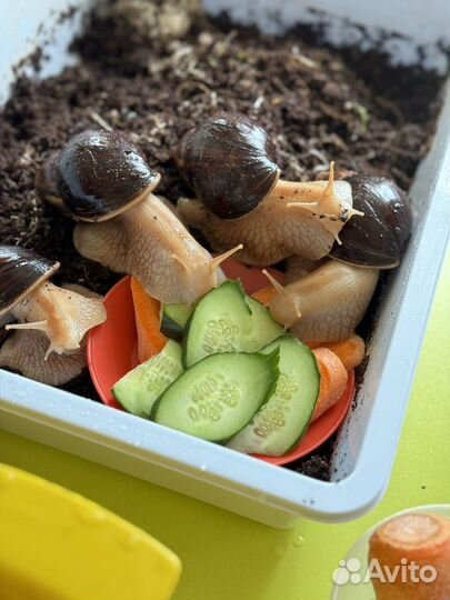 Улитки ахатины бесплатно