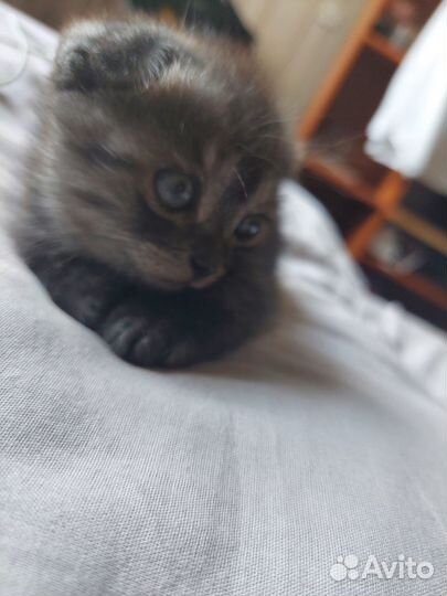 Шотландские вислоухие котята