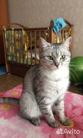 Котики в дар