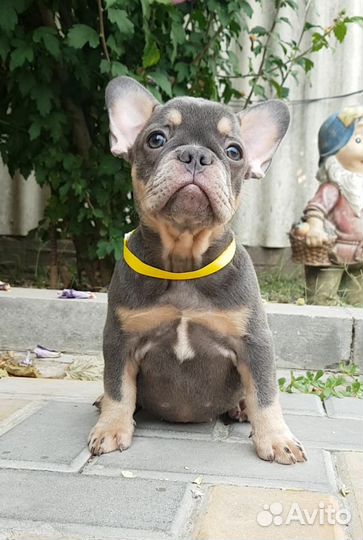 Французский бульдог голубой щенок