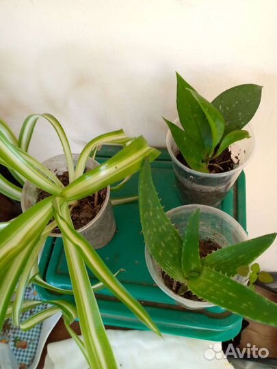 Хлорофитум, хойя,алое вера