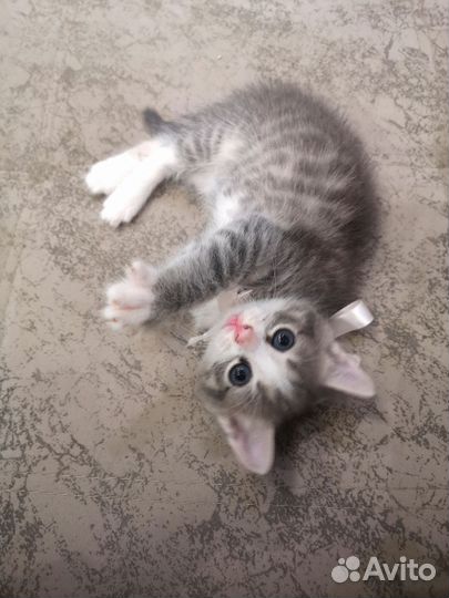 Кошки в добрые руки