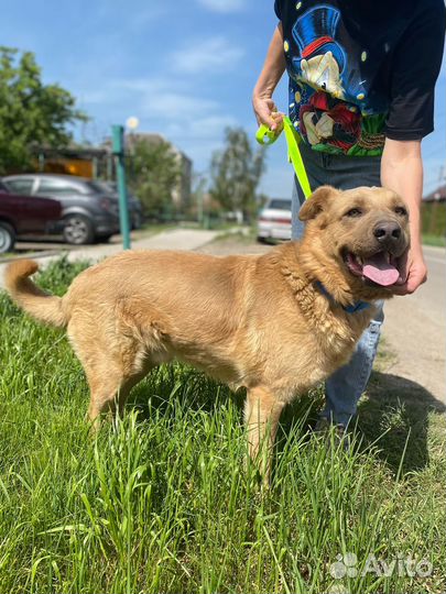 Золотой пес в добрые руки