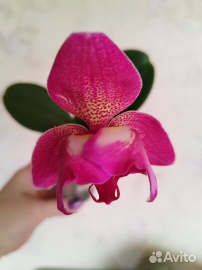 Орхидея Phal. Joy Spotted Butterfly