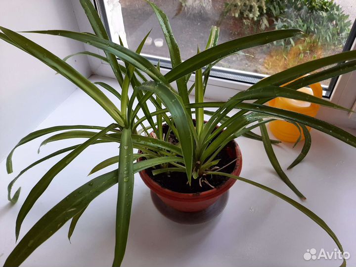 Хлорофитум