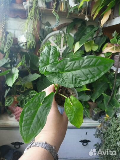 Комнатные растения