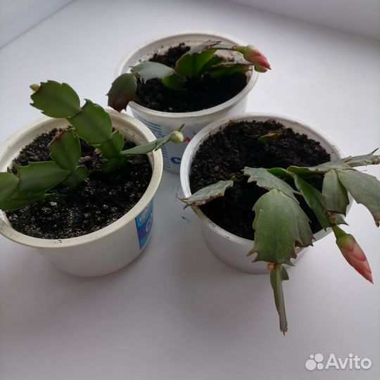 Декабрист (шлюмбергера), комнатный цветок