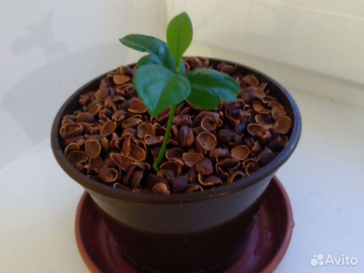 Лимон.Комнатное растение в горшке