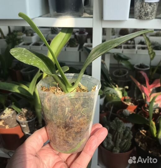 Орхидея, Phalaenopsis