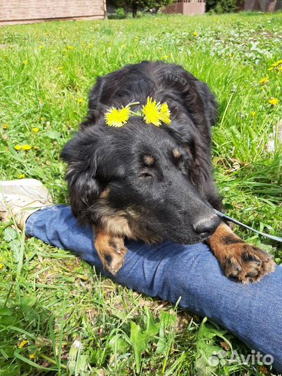 Хитрая Мышка ищет дом