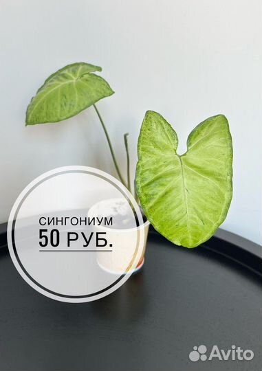 Комнатные растения