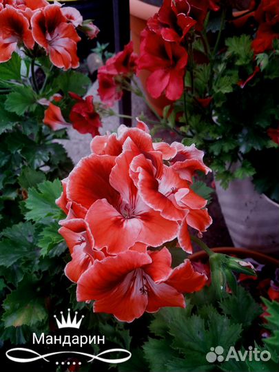 Королевские пеларгонии