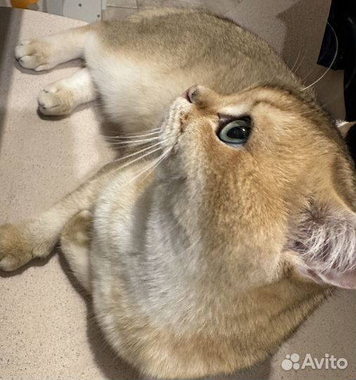 Золотая британская шиншилла вязка