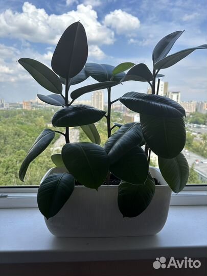 Фикус 45 см, вся композиция