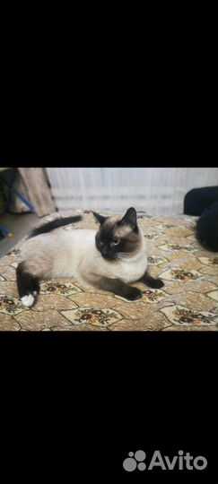 Тайский кот вязка