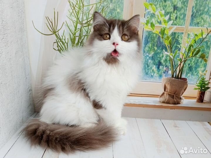 Кот Маршал 4 мес