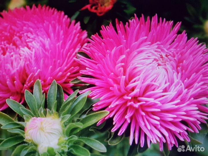 Семена астры