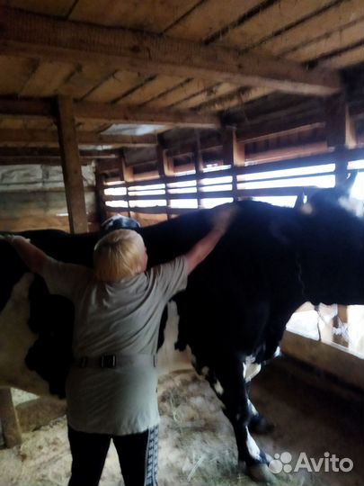 Бык и коровы