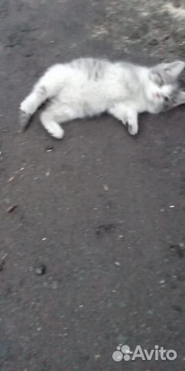 Кошечка в добрые руки