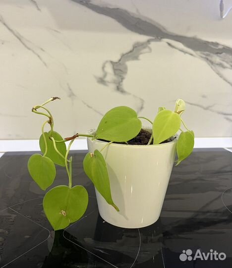 Комнатные растения цветы