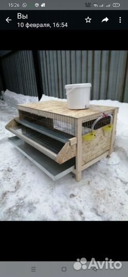 Цыплята перепела Техасский утяжелённый