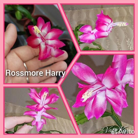 Декабрист шлюмбергера