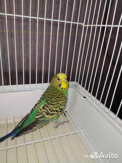 Канарейка самка