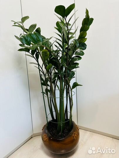 Замиокулькас (долларовое дерево)