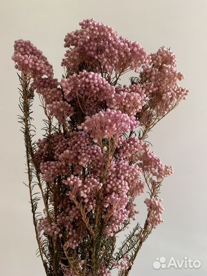 Озотамнус стабилизированный (Рисовый цветок)