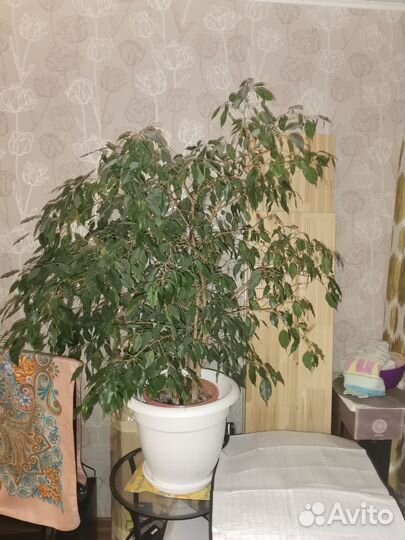 Фикус бенджамина большой