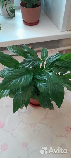 Спатифиллум мини