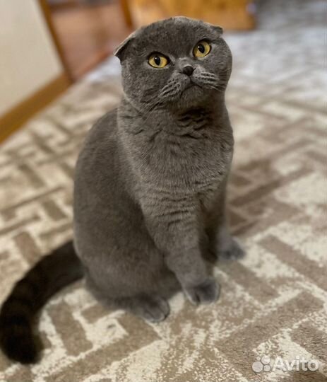 Шотландская вислоухая кошка