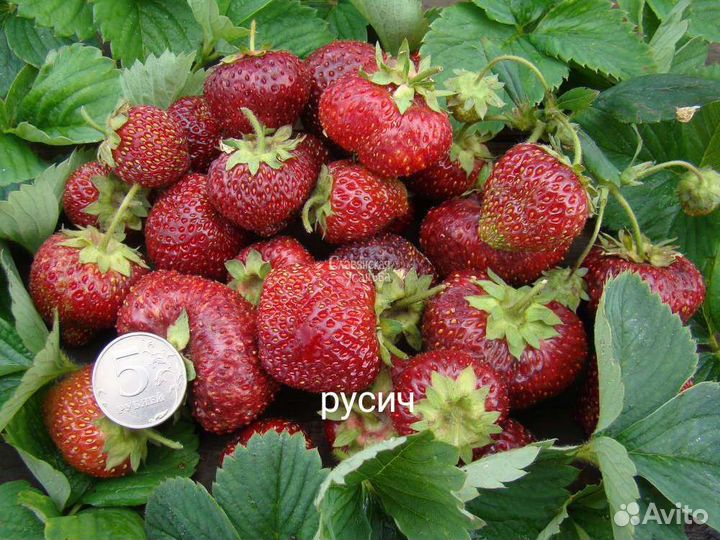 Рассада клубники