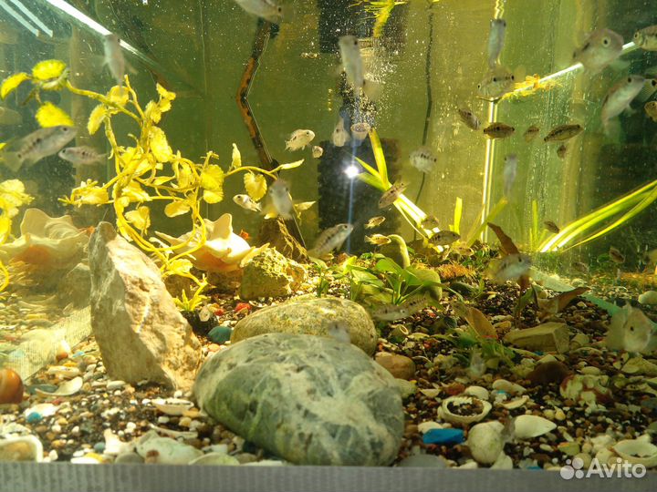 Бриллиантовые цихлиды, стерилизатор Jebo UV-H 11