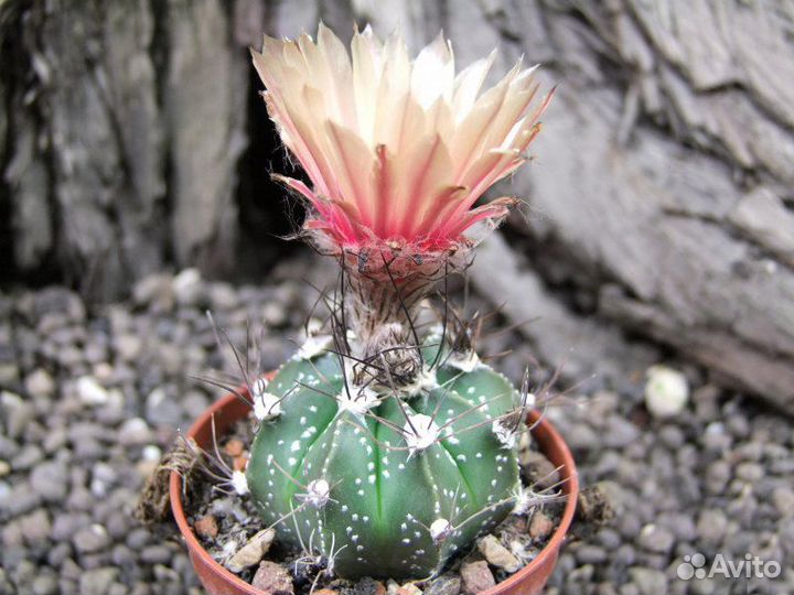 Кактусы разные, 510 видов, семена