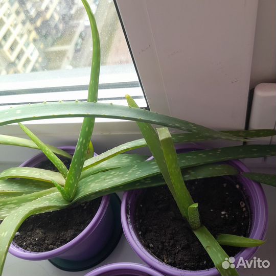 Толстянка,алоэ