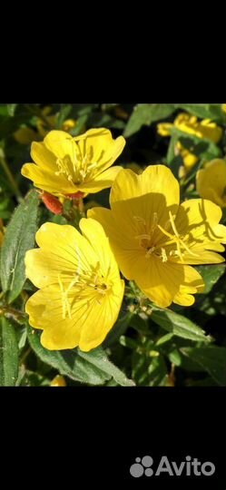 Многолетники садовые (Энотера, Вербейник)