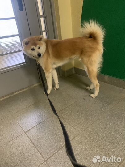 Догситтер/выгул/передержка