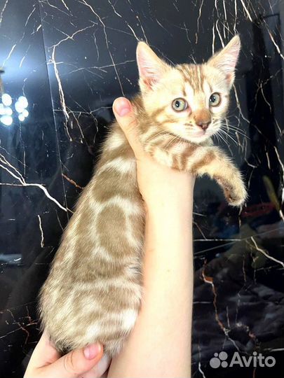 Снежные бенгальские красотки wcf