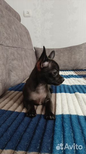 Чихуахуа девочка