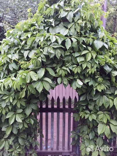 Девичий виноград