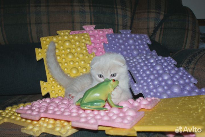 Пушистое счастье )