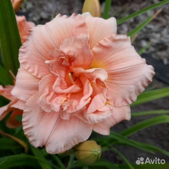 Лилейники сортовые