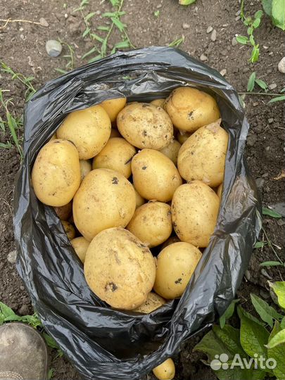 Продам картофель оптом