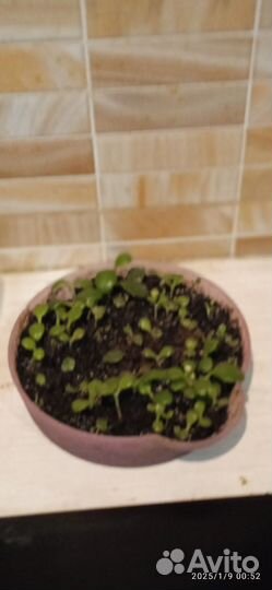 Укоренённые детки лечебного каланхоэ Дегремона