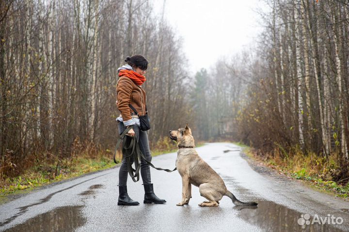 Кинолог, специалист по поведению собак