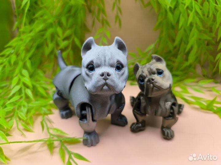 Американский булли и чихуа