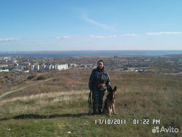 Дрессировка собак кинолог, зоопсихолог